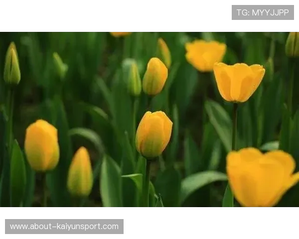 开运登录入口助你开启幸运新篇章，轻松获取每日好运气势不可挡